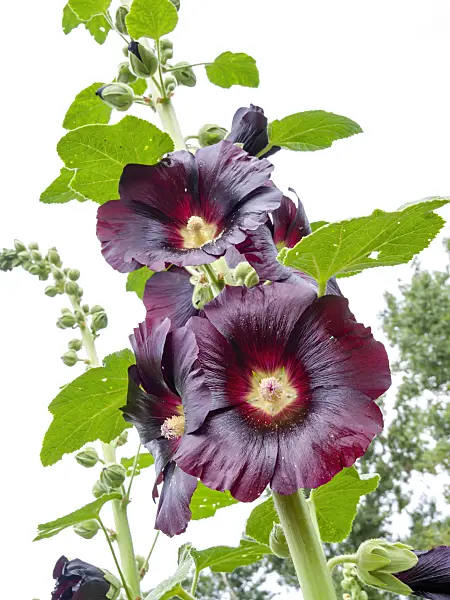427009 - Common hollyhock (Alcea rosea var. nigra)