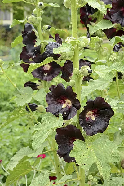 558273 - Common hollyhock (Alcea rosea var. nigra)