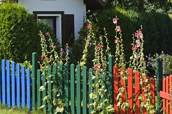 474418 - Common hollyhock (Alcea rosea) with colourful garden fence