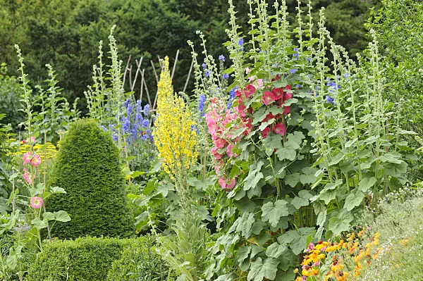 486061 - Common hollyhocks (Alcea rosea) and mulleins (Verbascum)