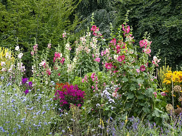 462165 - Common hollyhocks (Alcea rosea) and phlox (Phlox)