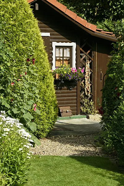 558010 - Common hollyhocks (Alcea rosea), arborvitae (Thuja), Calibrachoa and petunias (Petunia) in front of a garden house