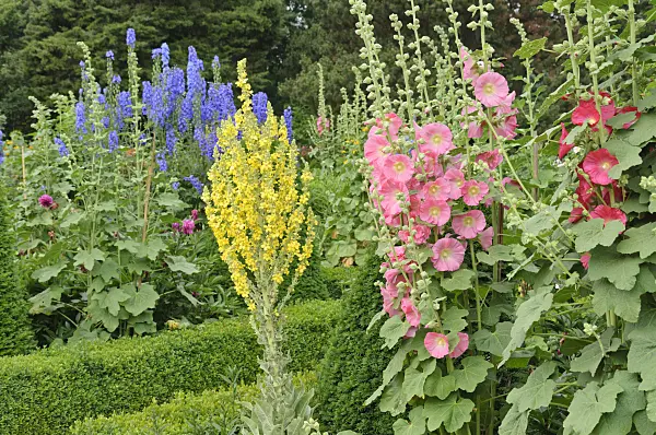 486076 - Common hollyhocks (Alcea rosea), mulleins (Verbascum) and larkspurs (Delphinium)