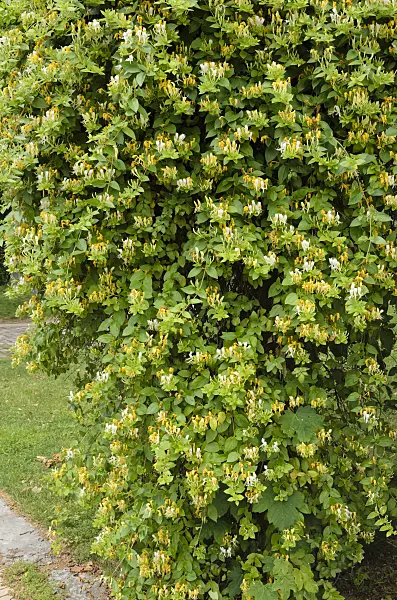 521389 - Common honeysuckle (Lonicera periclymenum)