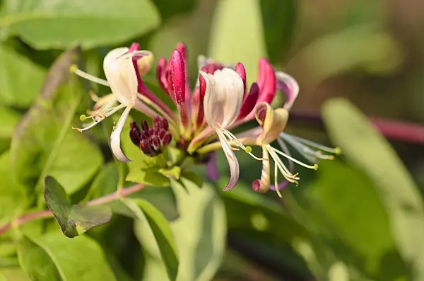521490 - Common honeysuckle (Lonicera periclymenum)