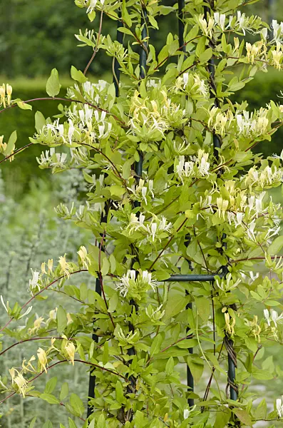 521228 - Common honeysuckle (Lonicera periclymenum 'Graham Thomas')