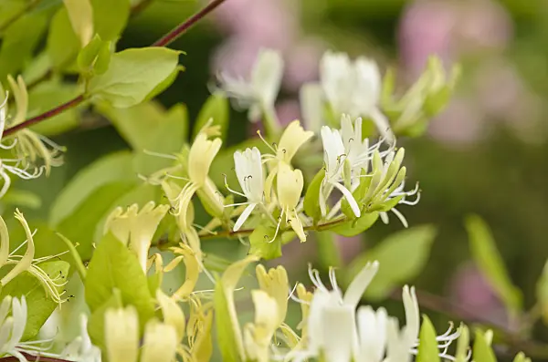 521229 - Common honeysuckle (Lonicera periclymenum 'Graham Thomas')