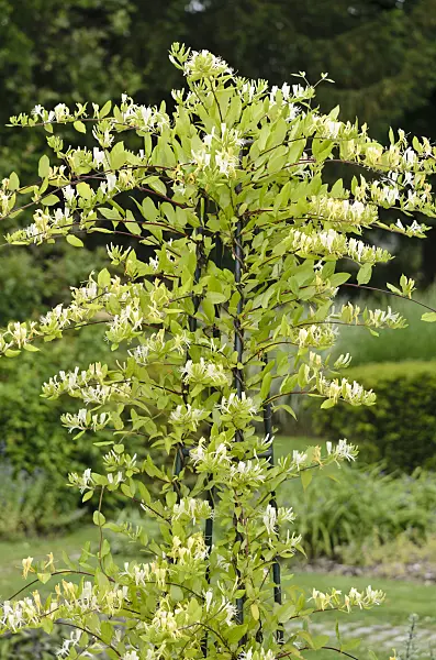 521233 - Common honeysuckle (Lonicera periclymenum 'Graham Thomas')