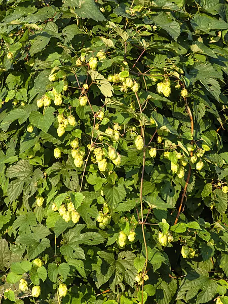 429059 - Common hop (Humulus lupulus)