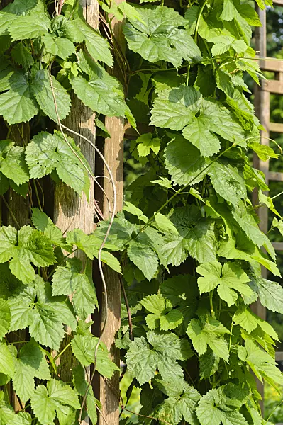 484311 - Common hop (Humulus lupulus)