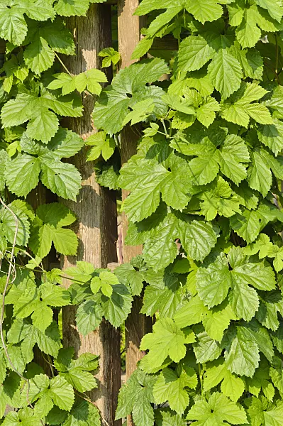 484312 - Common hop (Humulus lupulus)