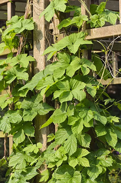 484313 - Common hop (Humulus lupulus)