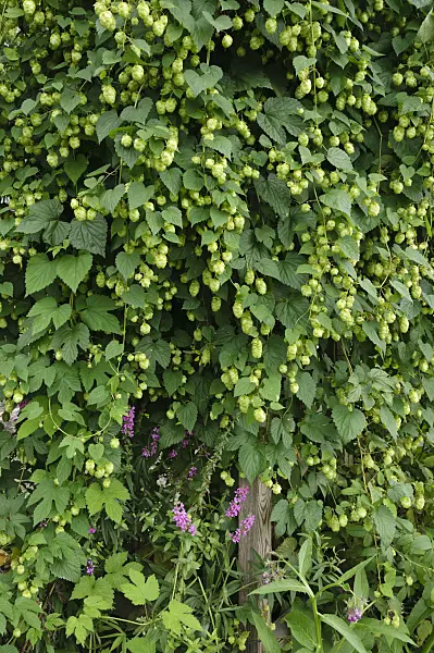 487253 - Common hop (Humulus lupulus)