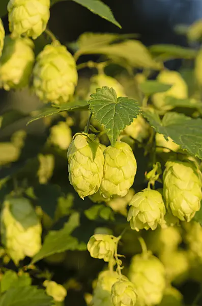 524012 - Common hop (Humulus lupulus)