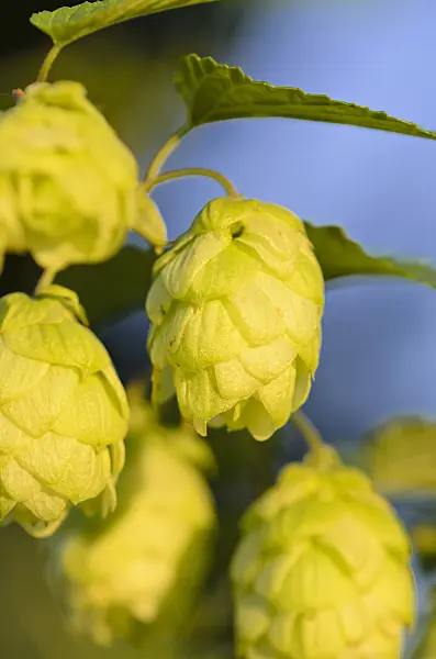 524013 - Common hop (Humulus lupulus)