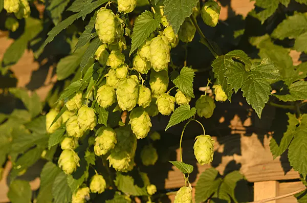 524016 - Common hop (Humulus lupulus)