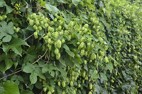 524088 - Common hop (Humulus lupulus)