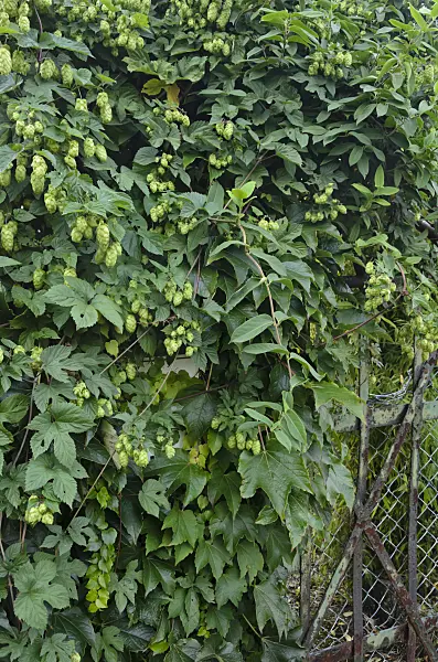524089 - Common hop (Humulus lupulus)