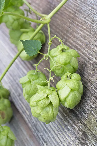 548104 - Common hop (Humulus lupulus)