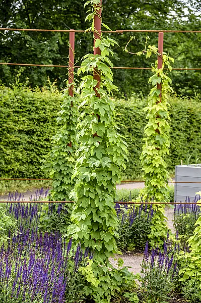 593104 - Common hop (Humulus lupulus)