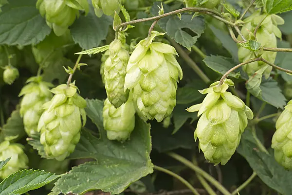 595029 - Common hop (Humulus lupulus)