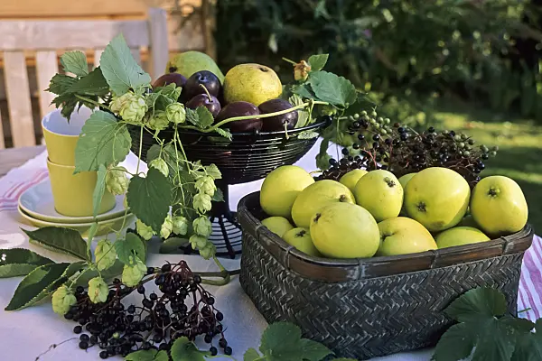 442085 - Common hop (Humulus lupulus), orchard apple (Malus x domestica), plum (Prunus domestica) and common elder (Sambucus nigra)
