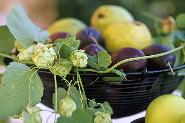 442087 - Common hop (Humulus lupulus), plum (Prunus domestica) and common pear (Pyrus communis)