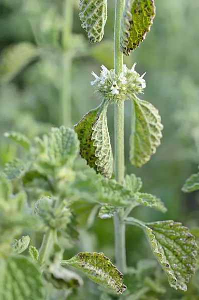 509007 - Common horehound (Marrubium vulgare)