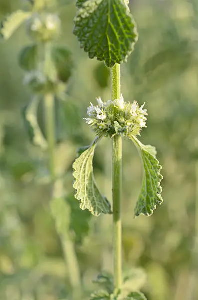 509008 - Common horehound (Marrubium vulgare)