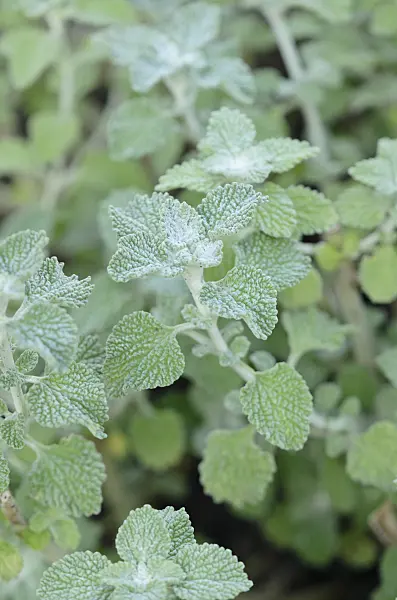 535185 - Common horehound (Marrubium vulgare)