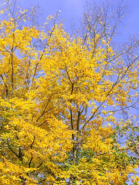 465217 - Common hornbeam (Carpinus betulus)