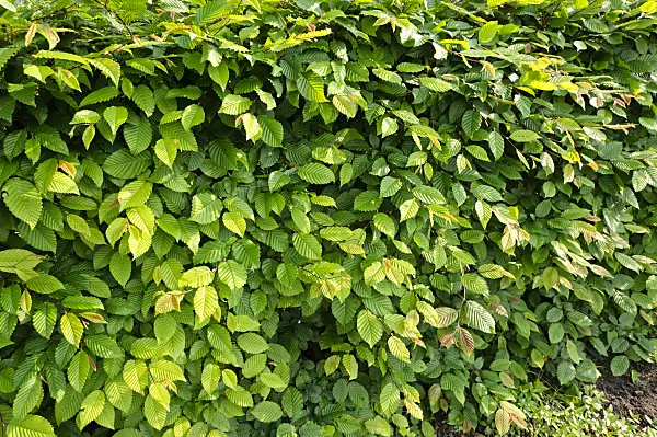484320 - Common hornbeam (Carpinus betulus)