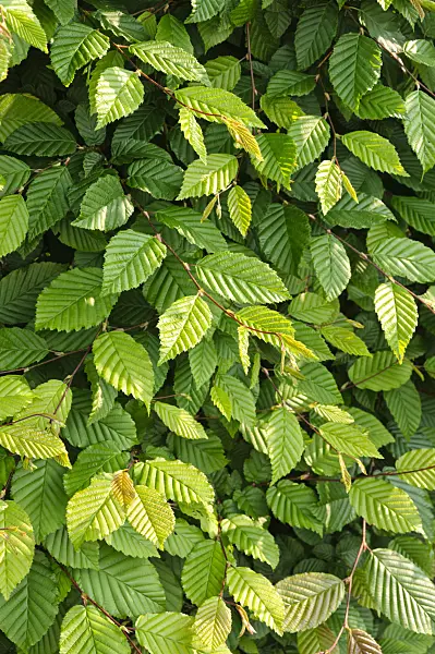484321 - Common hornbeam (Carpinus betulus)