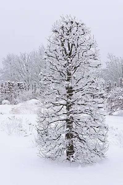 491067 - Common hornbeam (Carpinus betulus)