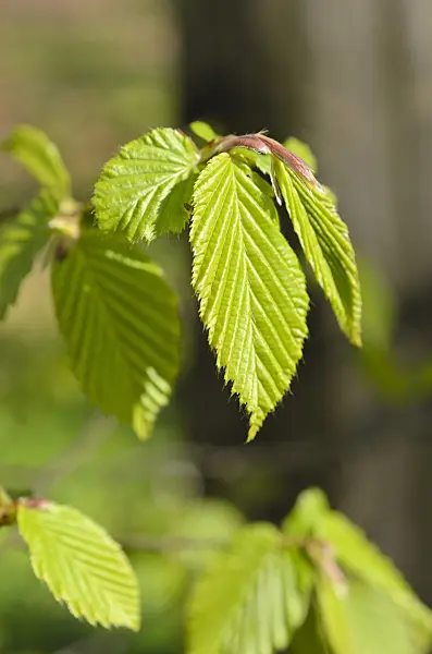 507029 - Common hornbeam (Carpinus betulus)