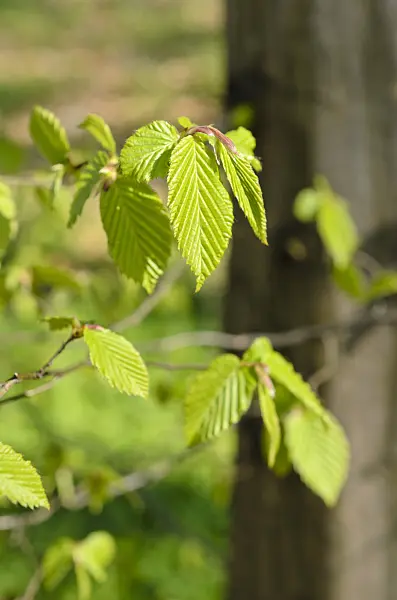 507030 - Common hornbeam (Carpinus betulus)