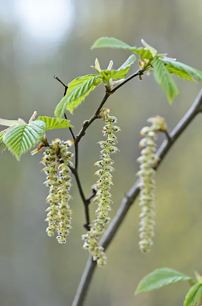 519164 - Common hornbeam (Carpinus betulus)