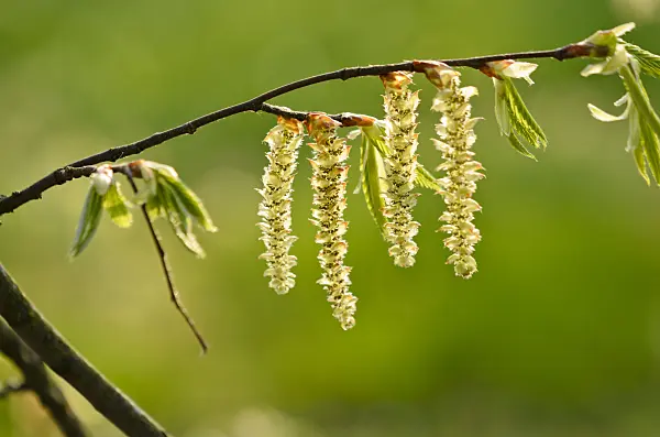 531003 - Common hornbeam (Carpinus betulus)