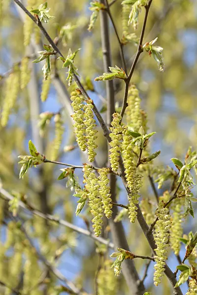 558062 - Common hornbeam (Carpinus betulus)