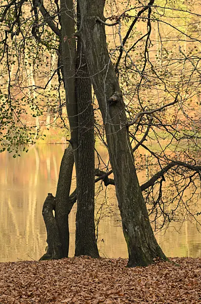 525448 - Common hornbeam (Carpinus betulus) and common alder (Alnus glutinosa) at the Hellsee, Biesenthaler Becken Nature Reserve, Brandenburg, Germany