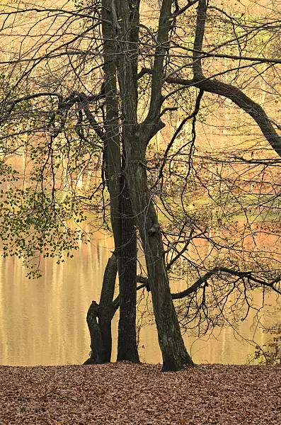 525449 - Common hornbeam (Carpinus betulus) and common alder (Alnus glutinosa) at the Hellsee, Biesenthaler Becken Nature Reserve, Brandenburg, Germany