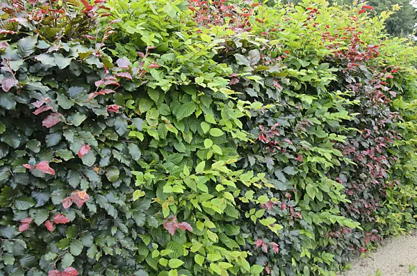 535004 - Common hornbeam (Carpinus betulus) and copper beech (Fagus sylvatica 'Purpurea')