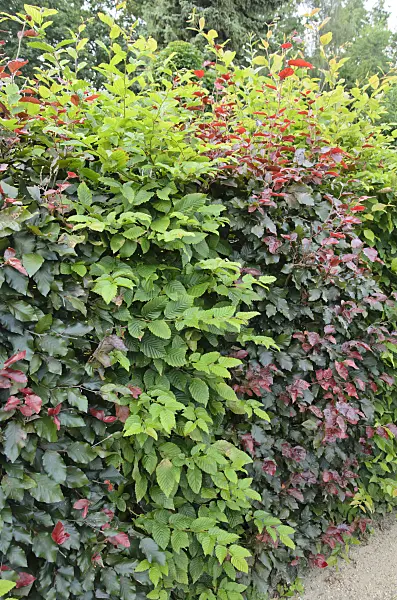 535005 - Common hornbeam (Carpinus betulus) and copper beech (Fagus sylvatica 'Purpurea')