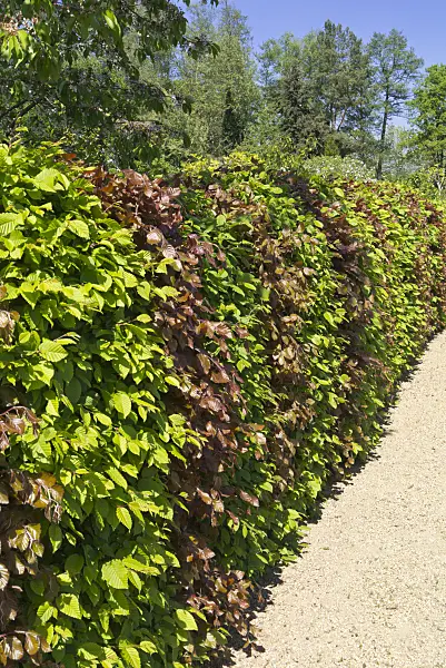 556110 - Common hornbeam (Carpinus betulus) and copper beech (Fagus sylvatica 'Purpurea')