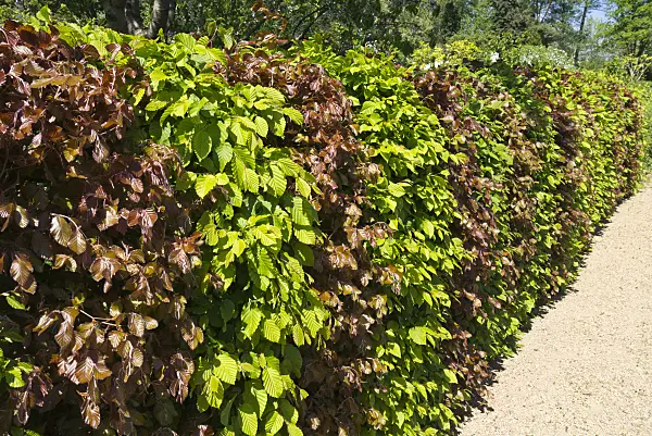 556111 - Common hornbeam (Carpinus betulus) and copper beech (Fagus sylvatica 'Purpurea')