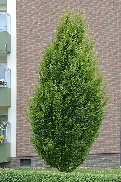 558061 - Common hornbeam (Carpinus betulus 'Fastigiata')