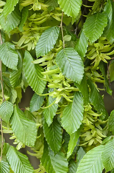 533224 - Common hornbeam (Carpinus betulus 'Pendula')