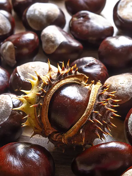 442036 - Common horse chestnut (Aesculus hippocastanum)