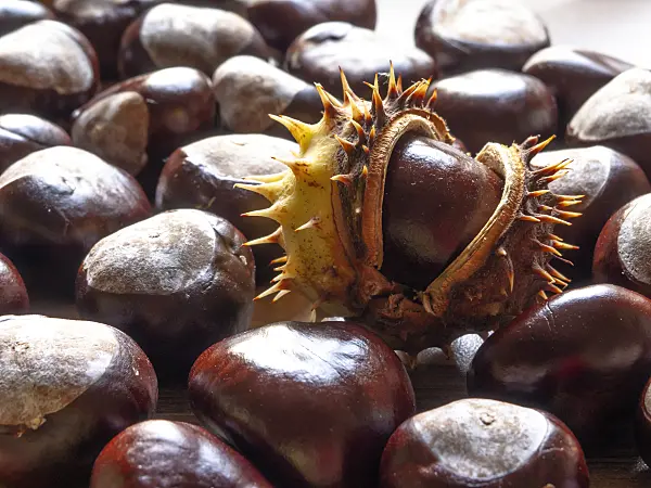 442037 - Common horse chestnut (Aesculus hippocastanum)