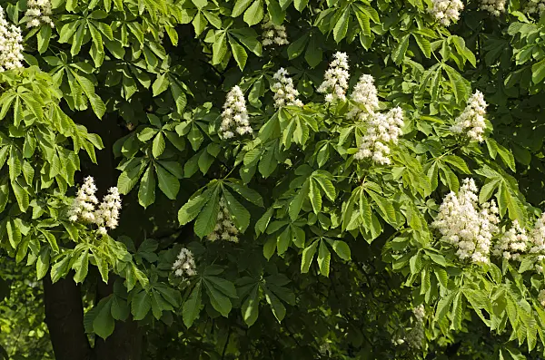 495363 - Common horse chestnut (Aesculus hippocastanum)